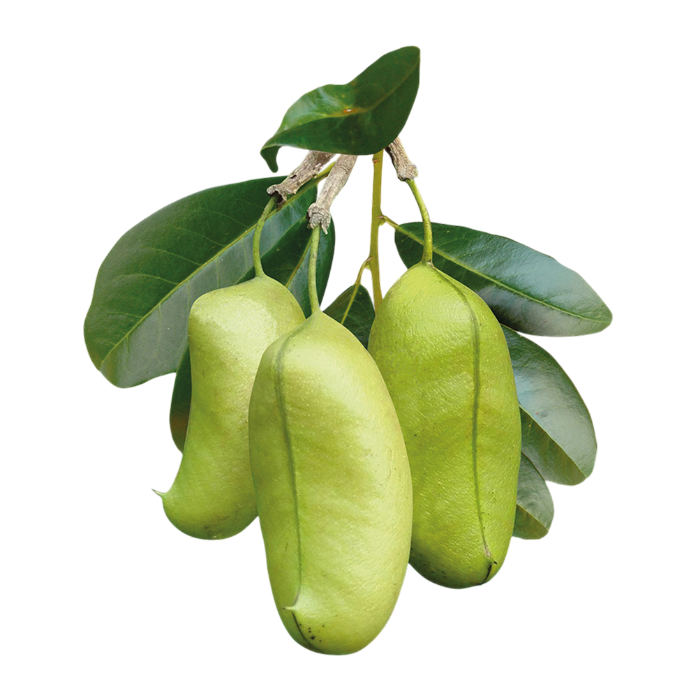 Griffonia simplicifolia