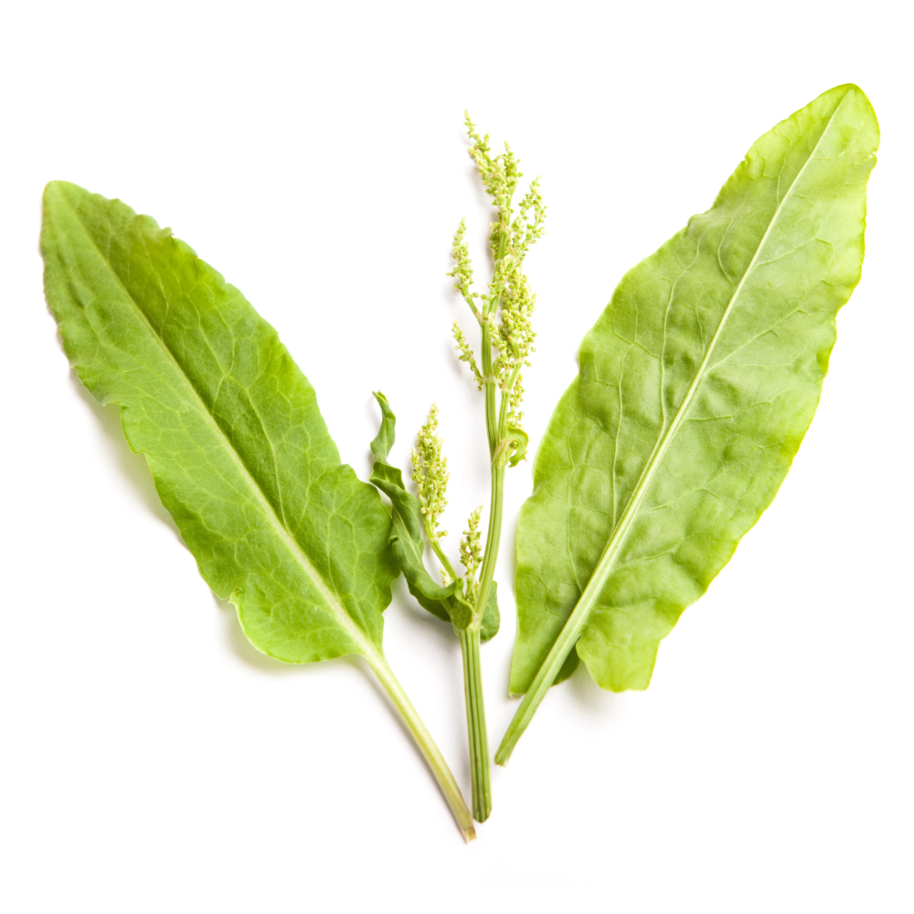 Rumex acetosa
