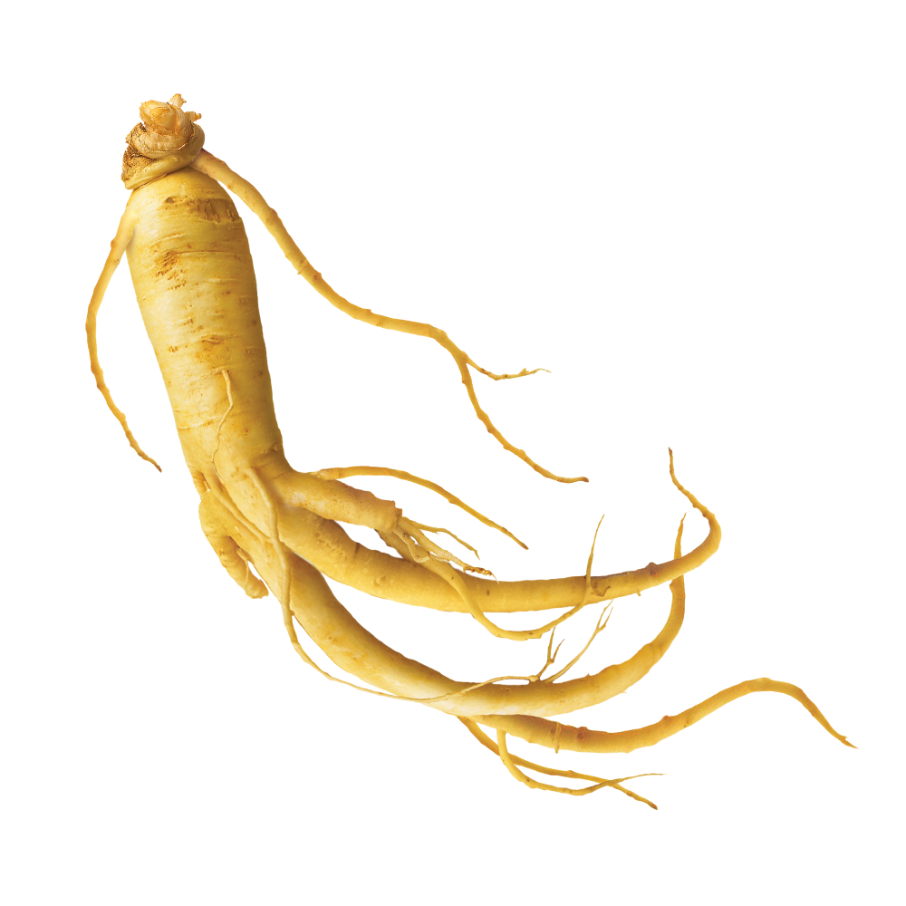 Ginseng