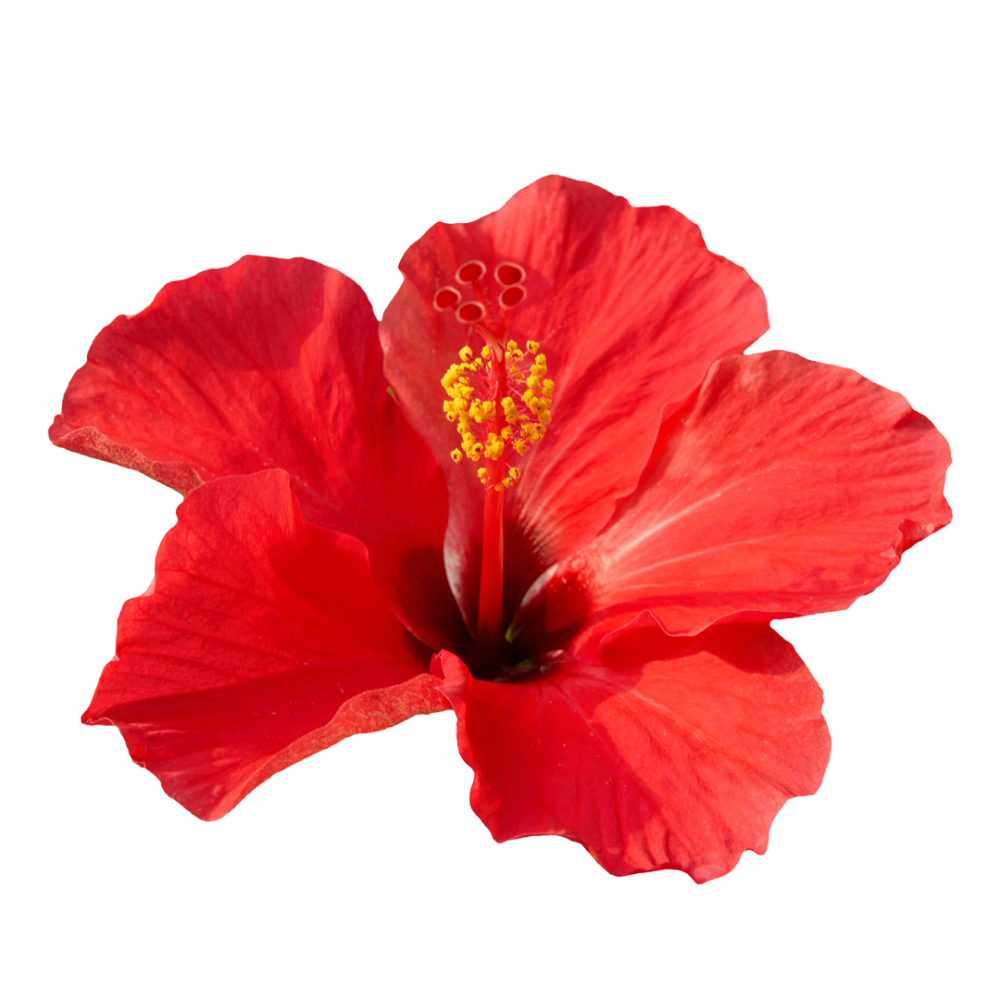 Flores de hibisco