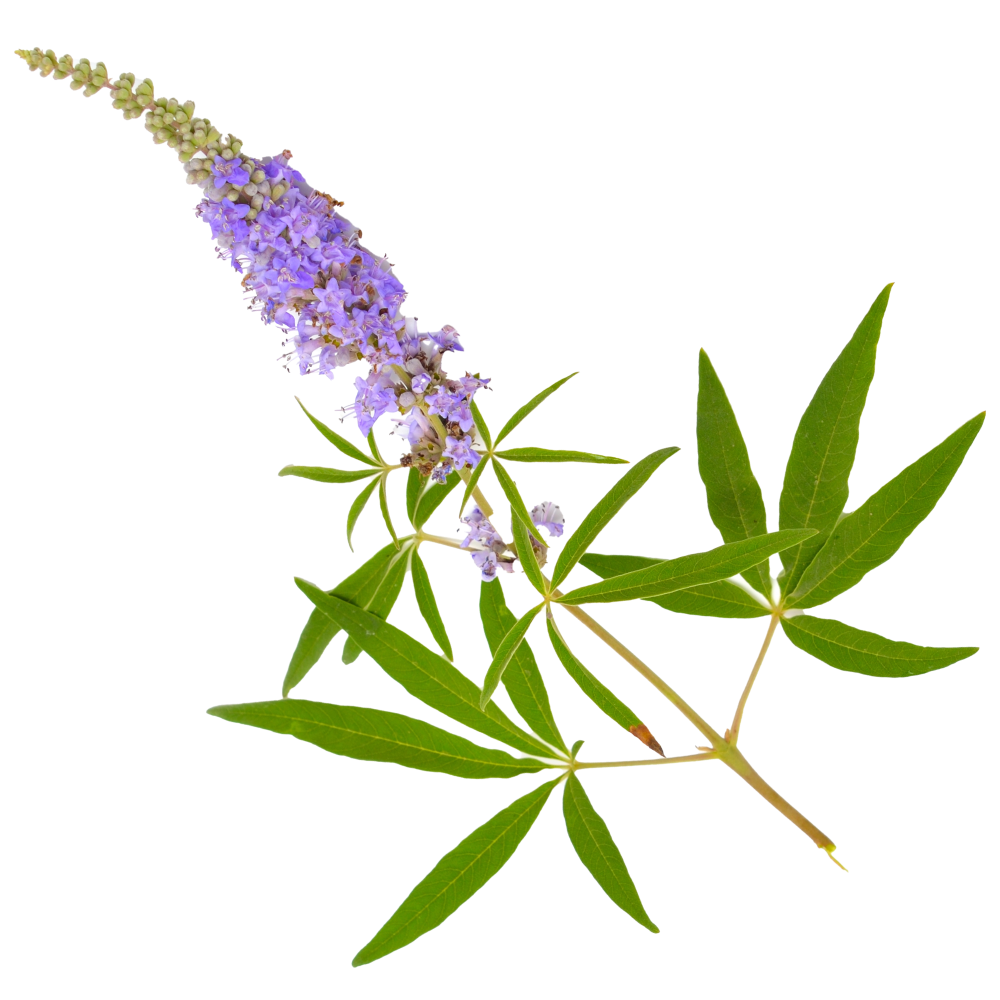 Extracto de sauzgatillo