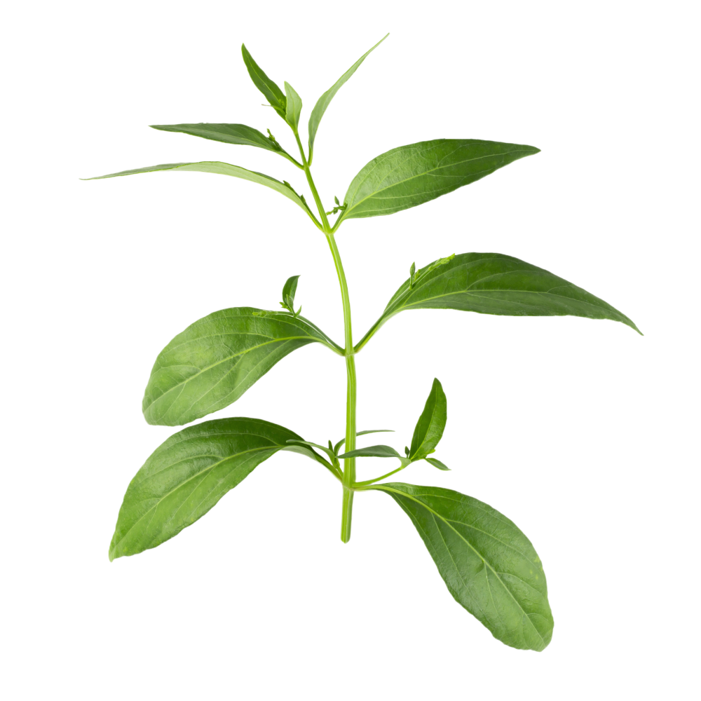 Extracto de hojas de kalmegh