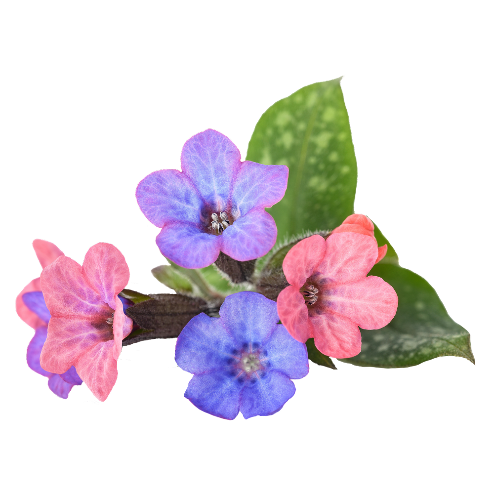 Pulmonaria