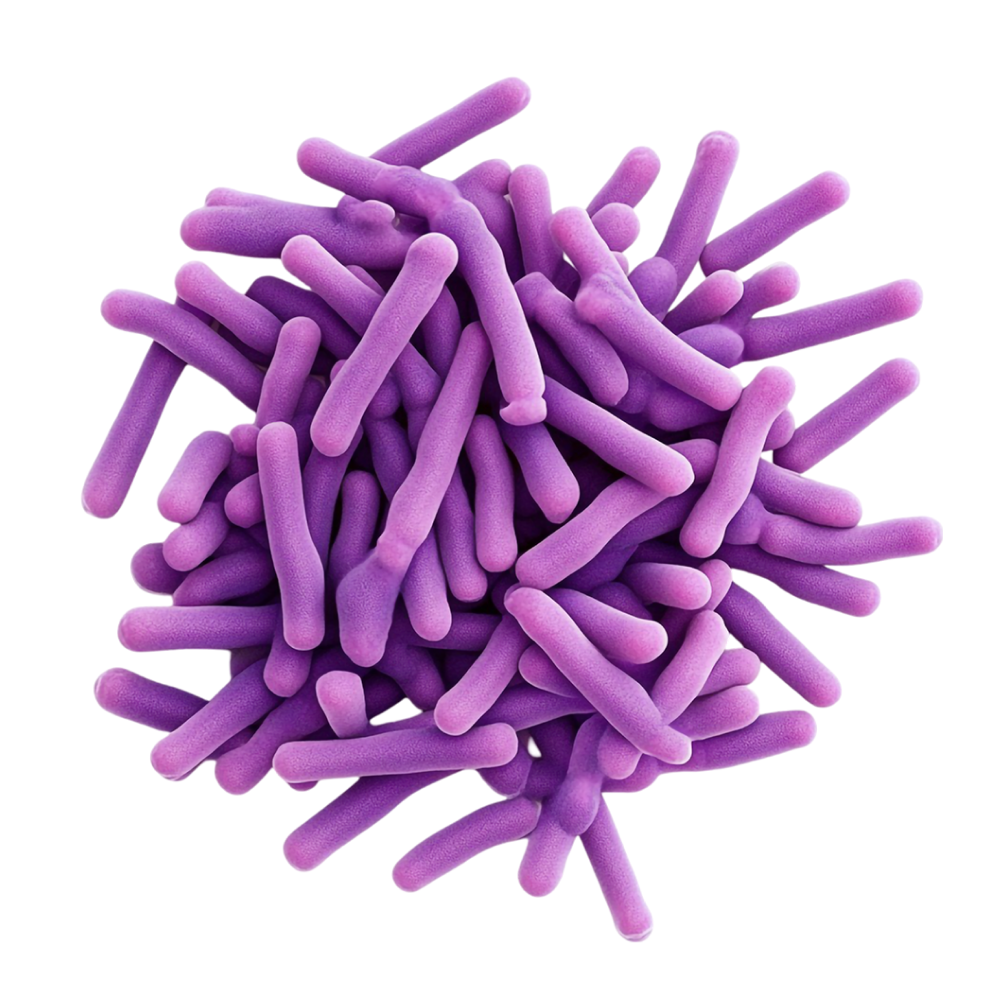 Mezcla de cultivos bacterianos