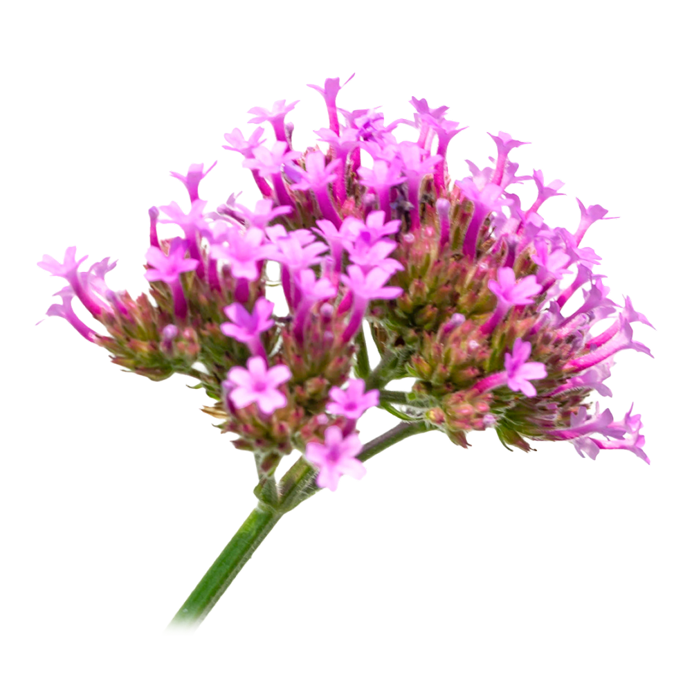 Valeriana