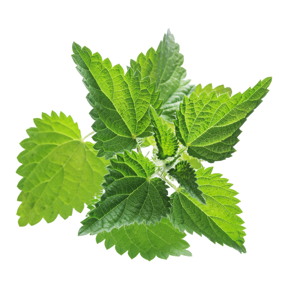 Extracto de ortiga mayor